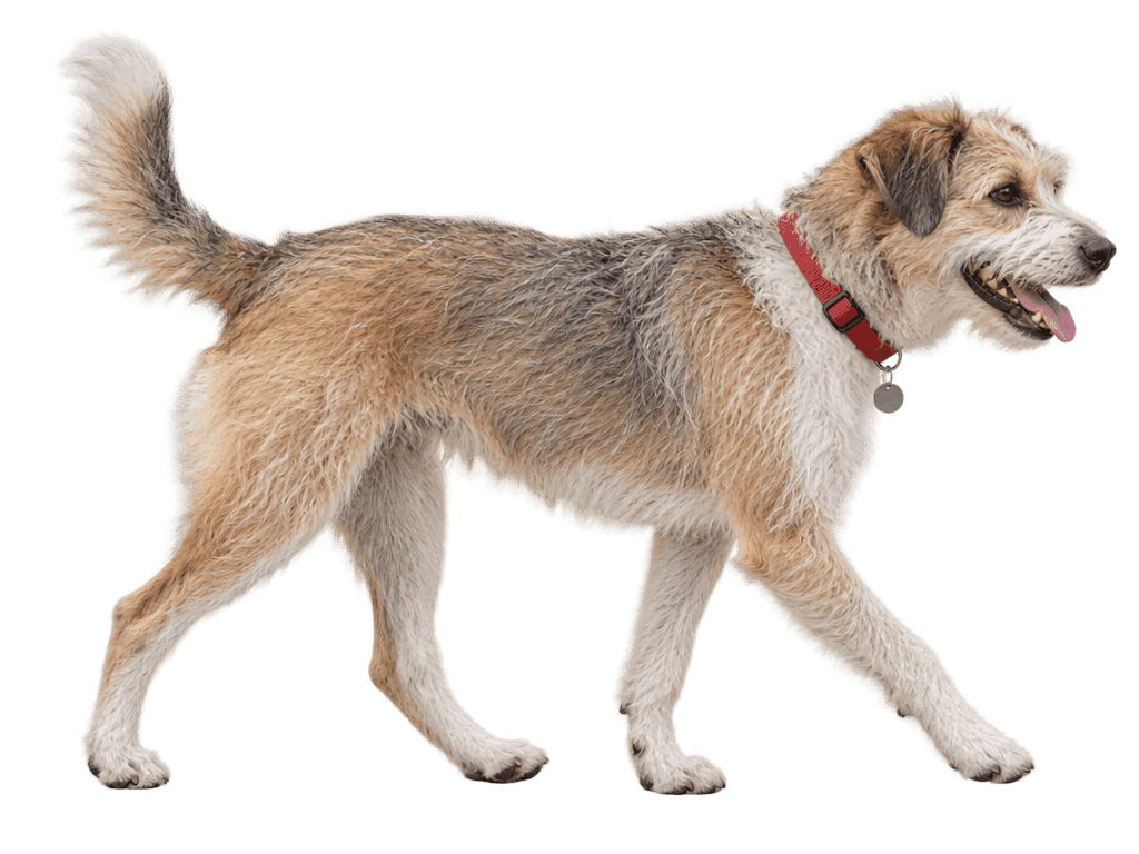 A scruffy tan, grey and white terrier mix walking with a red collar