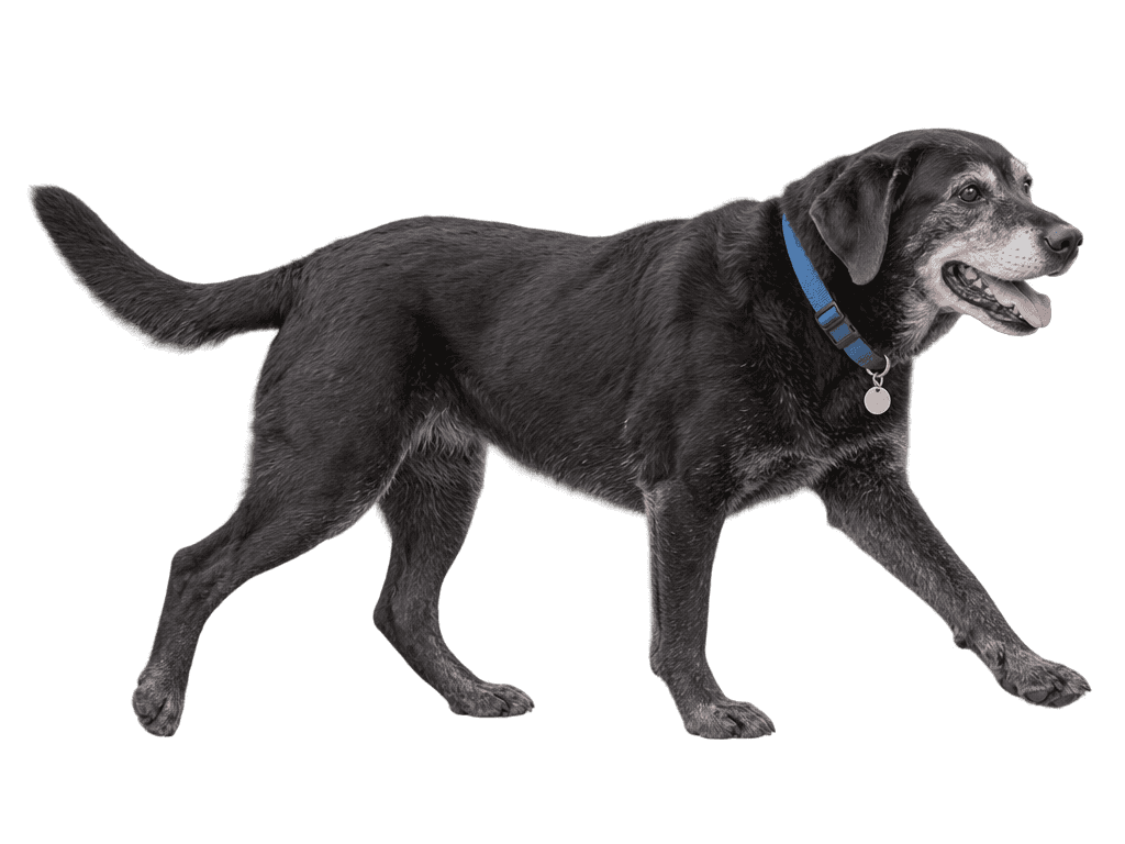 An older black labrador mix with a grey muzzle walking with a blue collar