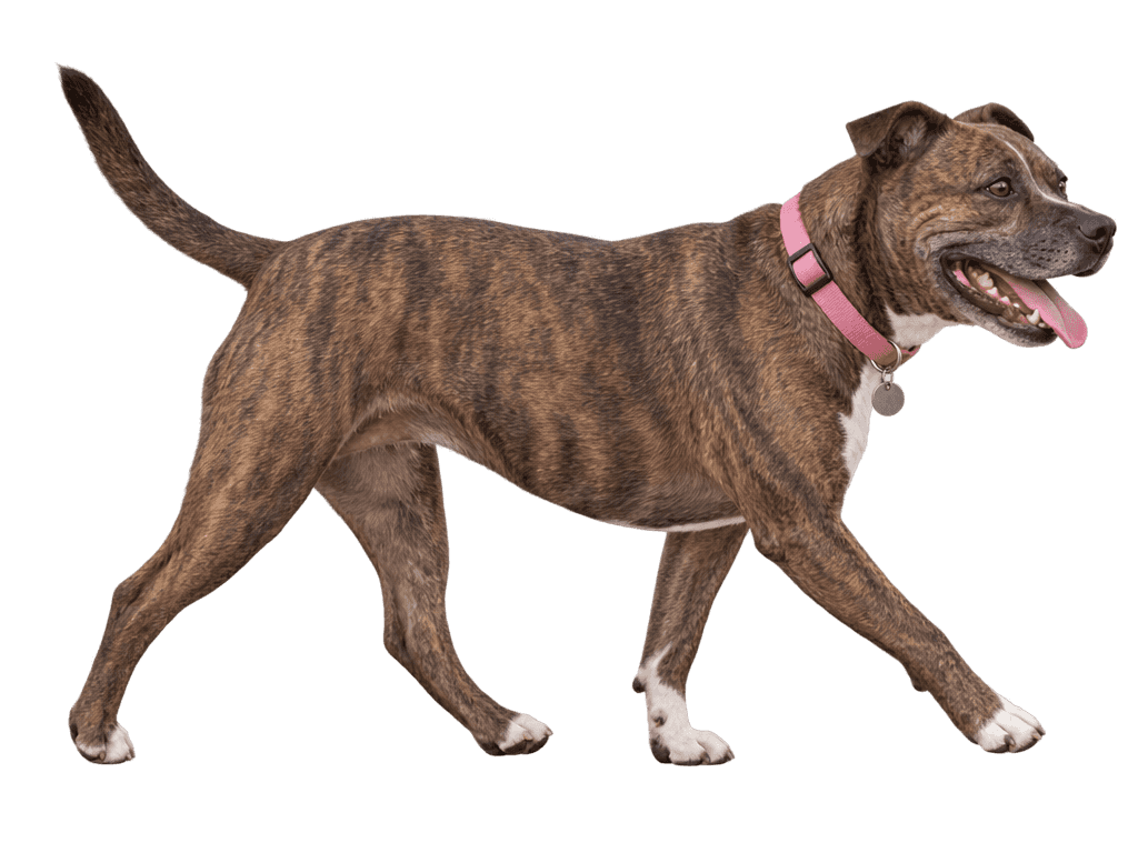 A brindle Staffordshire bull terrier mix walking with a pink collar