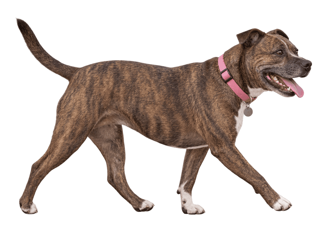 A brindle Staffordshire bull terrier mix walking with a pink collar
