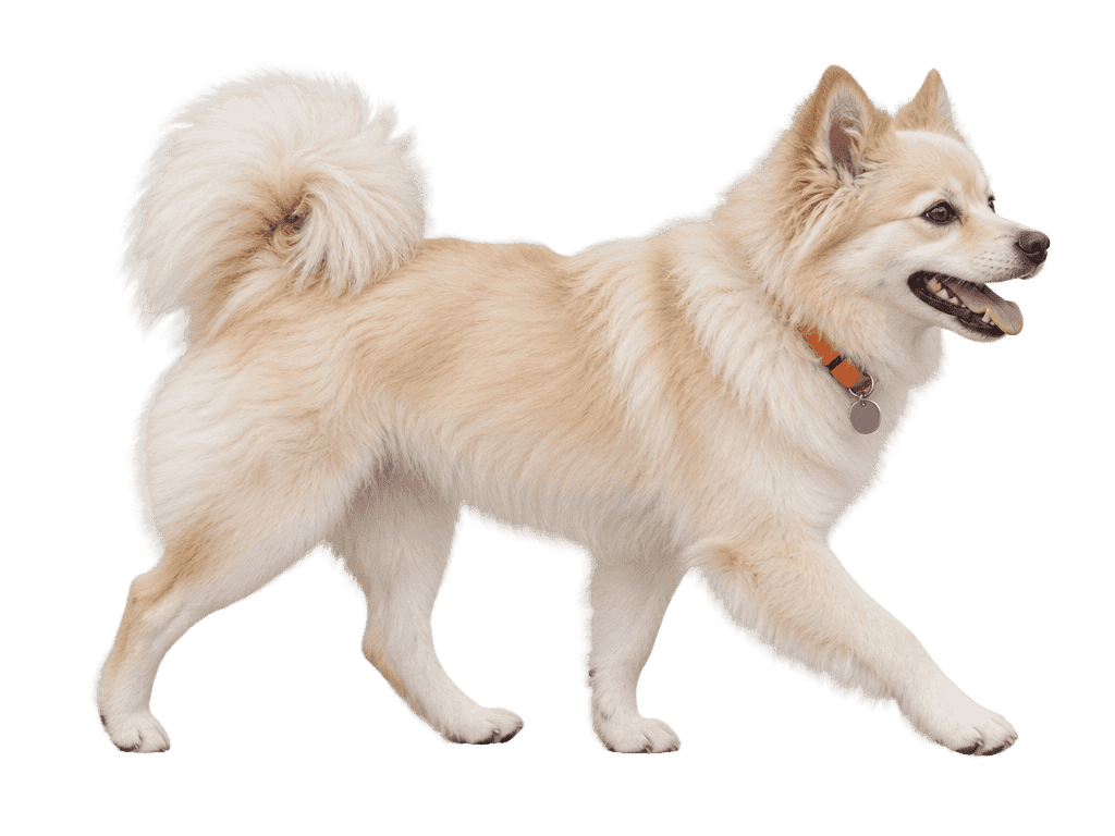 A small fluffy cream spitz mix walking with an orange collar