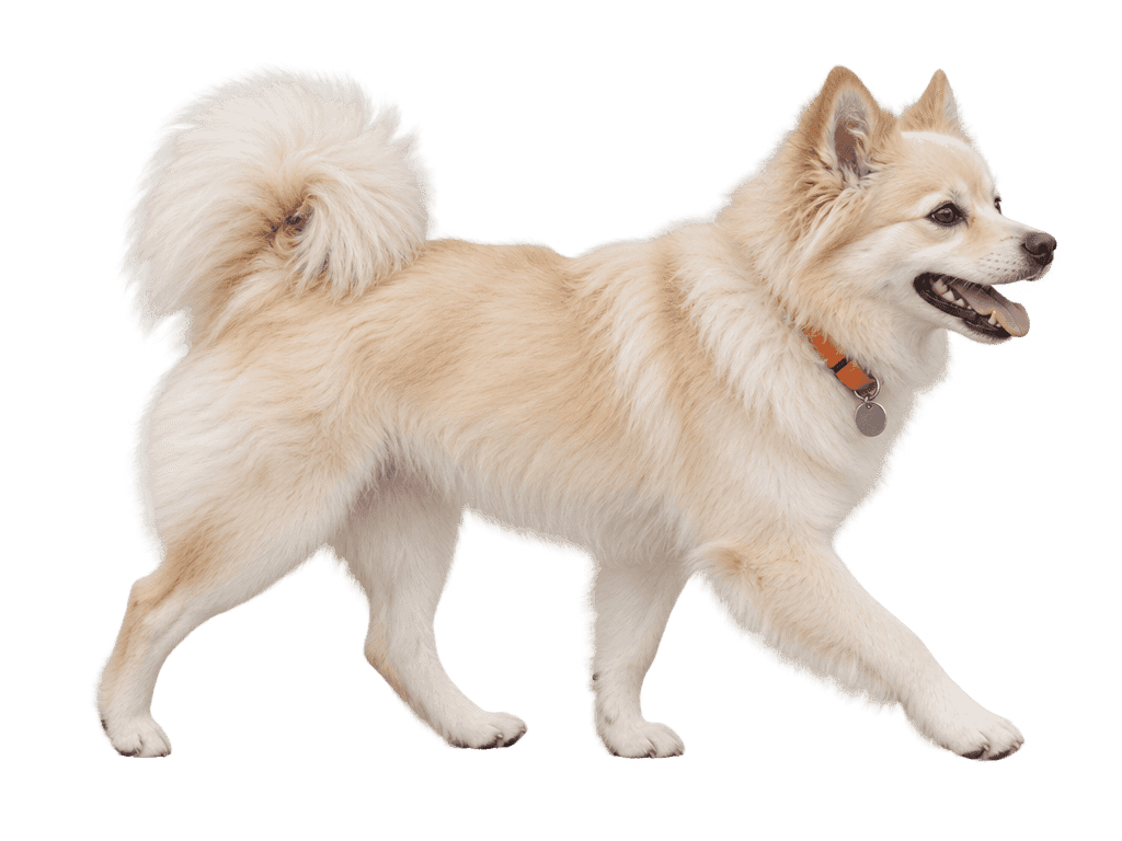 A small fluffy cream spitz mix walking with an orange collar