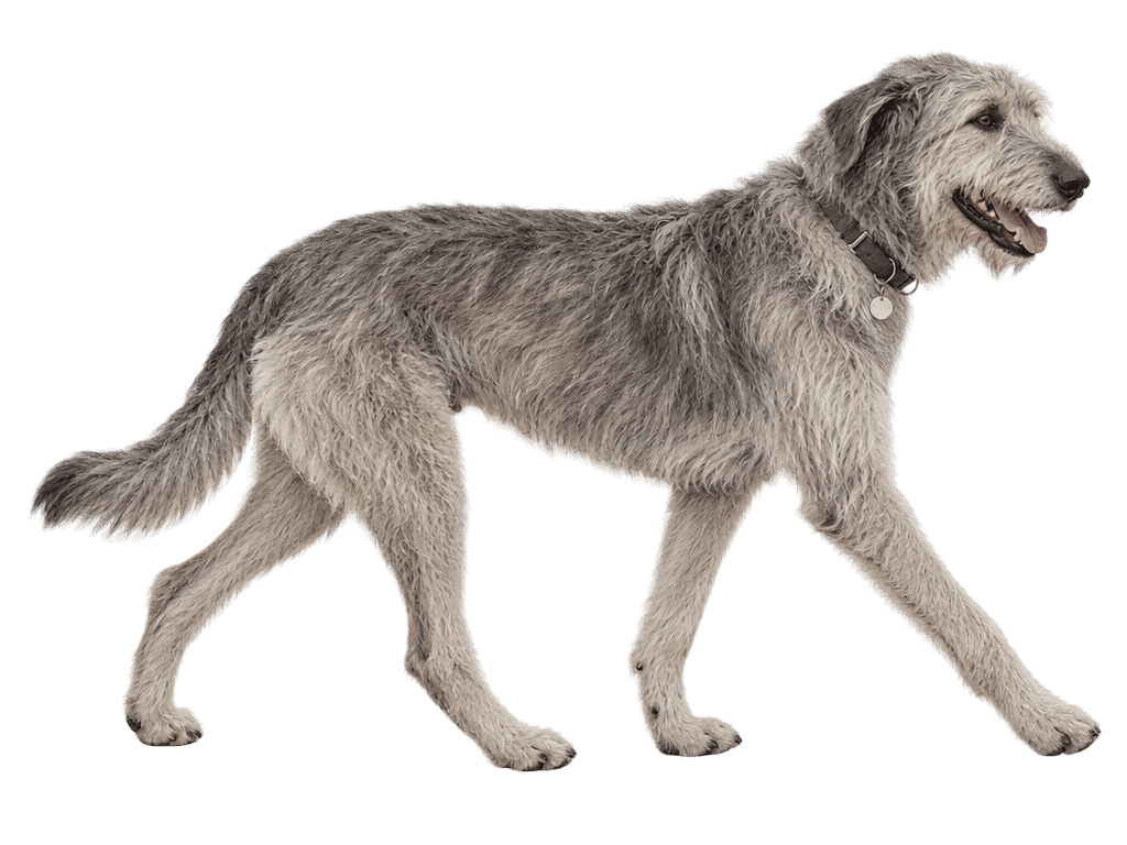 A big shaggy grey wolfhound mix walking with a green collar