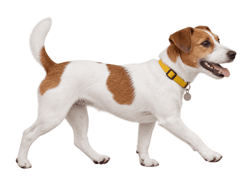 A small white and brown Jack Russell mix walking with a yellow collar
